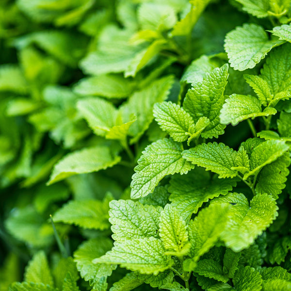 Mint