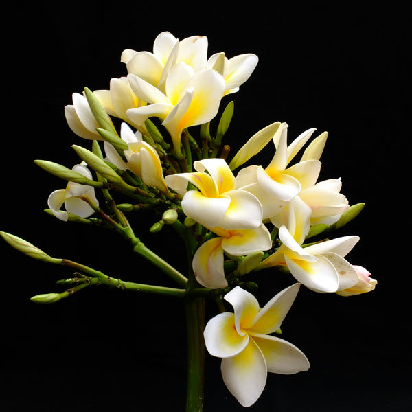 Vanilla